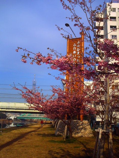 中川桜3