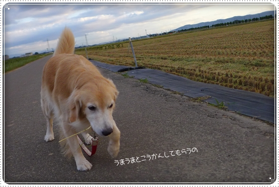 2014,9,14お散歩4