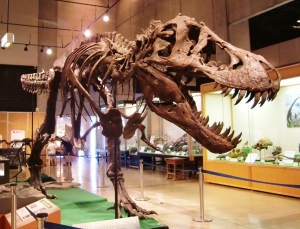 T･rex 001