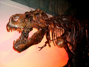 Tyrannosaurus 3