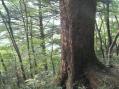樅の巨木