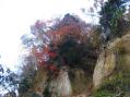 青葉城の崖