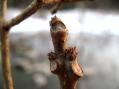 キササゲの冬芽と葉痕