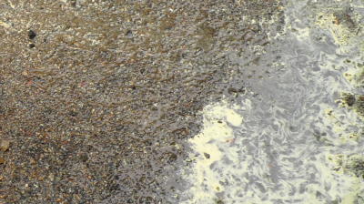 雨に流された松花粉