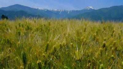 大麦畑と常念岳