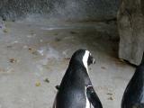 ペンギンがよちよち歩いている写真画像1