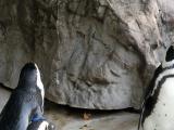 ペンギンが上を向いている写真画像3