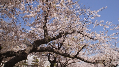 鎌倉桜