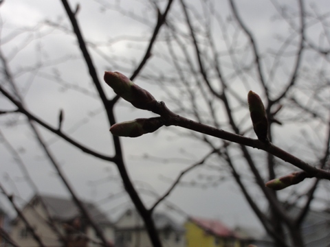 桜(2012.04.29)