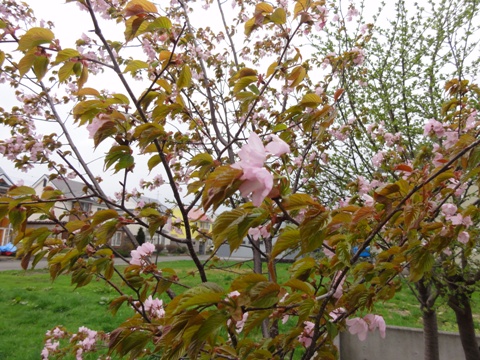 ニコライ庭園の桜01(2012.05.06)