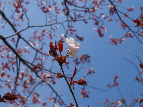 桜2012-02(2012.05.13)