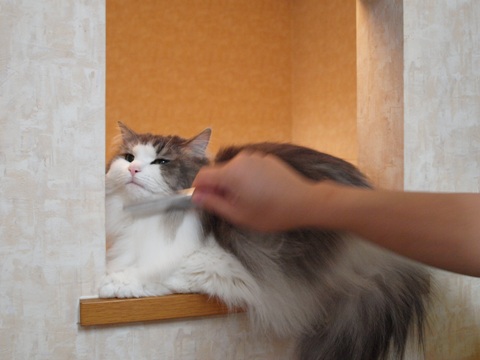 猫かわいがり04(2012.05.21)