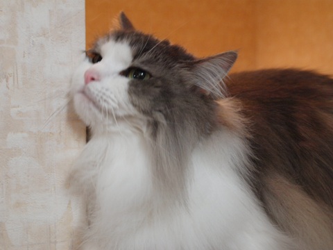 猫かわいがり06(2012.05.21)