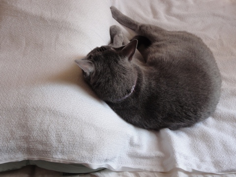 枕を使うねこさん(2012.06.30)