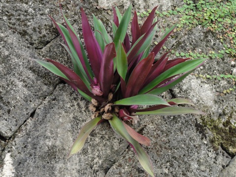 石垣の植物(2012.08.11)