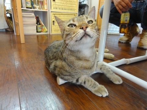 「猫の家」のねこさん1号01(2012.08.11)