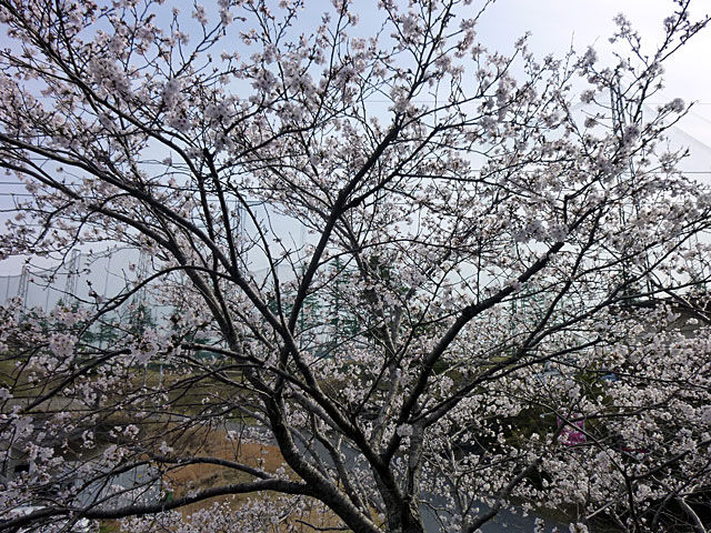 桜001