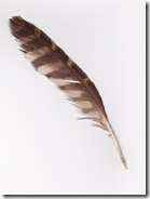 8 能古島20120722　フクロウの羽 表