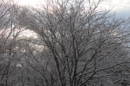 雪樹木