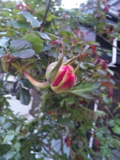 に ふる くれ の やわらか 針 尺 の の 二 薔薇 春雨 伸び たる ない の 芽
