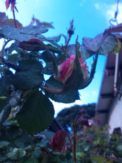 の の くれ ない 春雨 やわらか の 二 薔薇 伸び 針 に の 芽 ふる 尺 たる