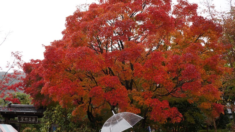 嵐山紅葉 (4)