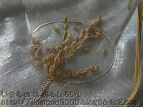 プランター稲のガラスコップ脱穀