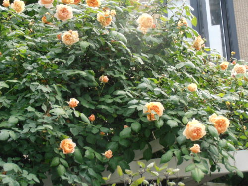 薔薇の奏でる小さな庭～♫ クラウン・プリンセス・マルガリータが咲きだしました＆DAローズ・ミランダの全開