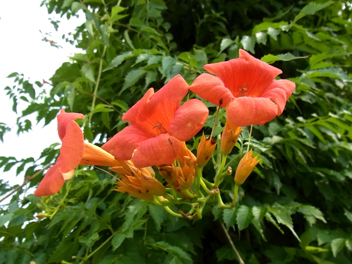 ノウゼンカズラ 赤朱色の花咲くツル植物 きれぎれの風彩 ふうさい