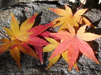 秋の紅葉