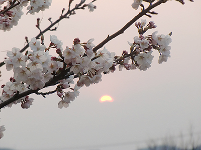 桜と夕日