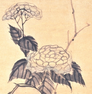 松丘筆　「紫陽花図」　紫陽花部分　（和歌山県立博物館蔵）　軽