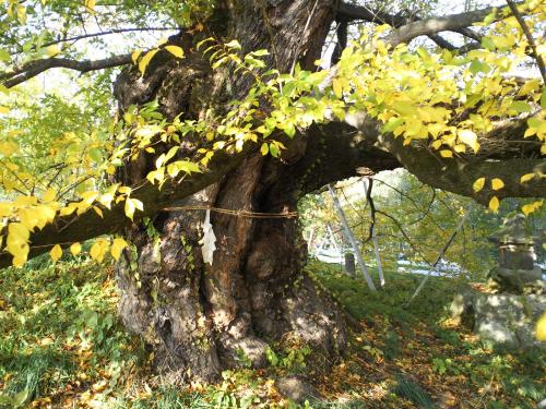宇木のエドヒガン千歳桜の幹（樹齢８８７年）（２４．１１．１０）