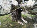 千歳桜（樹齢８８７年）の状況（２４．４．２５）