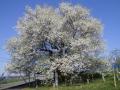 満開の千歳桜（樹齢８８７年）の状況（２４．４．２９）