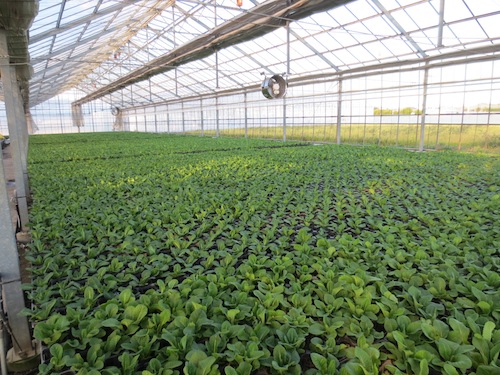 プリムラ　ポリアンサ　肥後ポリアンサ　出荷　生産　販売　Primula polyantha　サクラソウ科　松原園芸