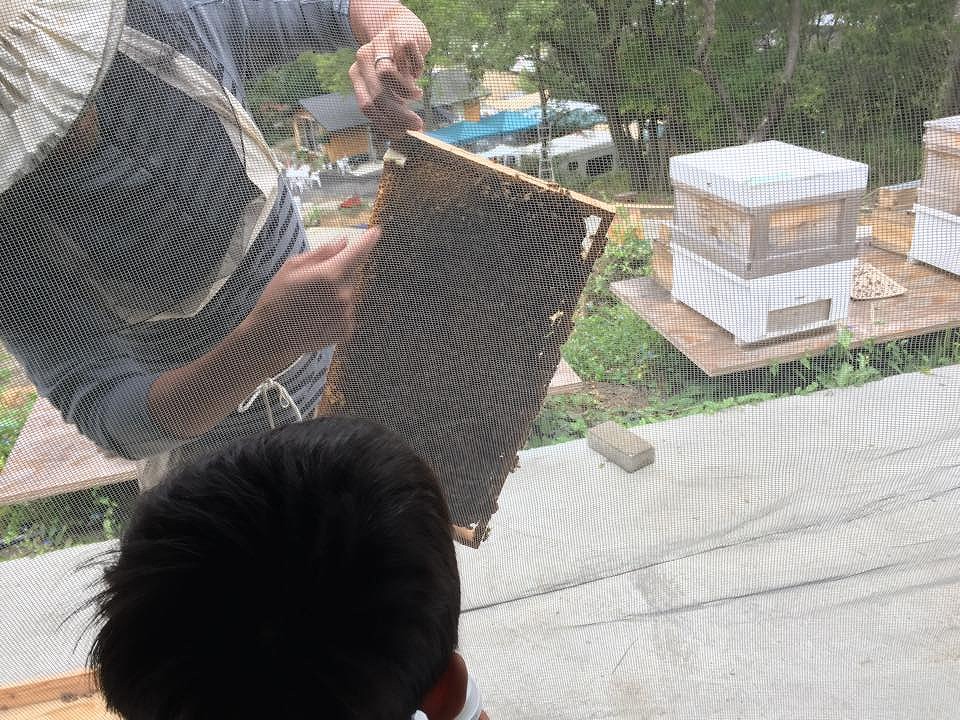 ミツバチ教室
