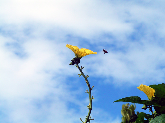ヘチマの花とミツバチと青空