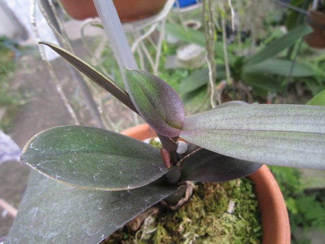 PhalaenopsisA9-№２