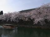 京都市美術館前　桜