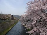 琵琶湖疏水　桜