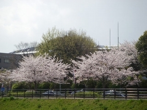 ばばしげ格付け研究所　アメブロ出張所-日産スタジアム前の桜