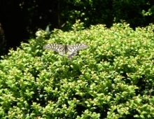 ばばしげ格付け研究所アメブロ通信センター-我が家の庭の蝶