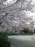 入西の桜20110410