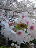 入西の桜20110410 (5)