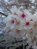 入西の桜20110410 (2)