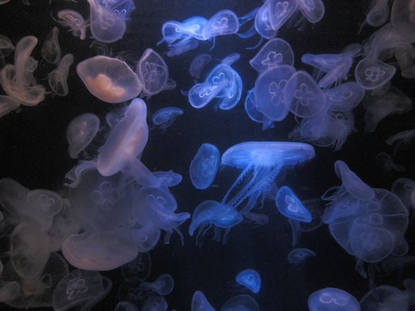 クラゲの加茂水族館