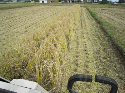 古代米収穫