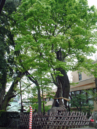 東京　白山神社の大ケヤキ階段上①2012_0421