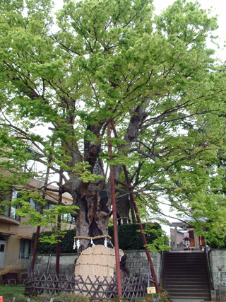 東京　白山神社の大ケヤキ階段下①2012_0421